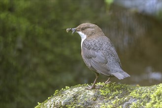 White-throated Dipper (Cinclus cinclus), at a torrent with larvae in its beak,