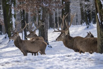 Red deer (Cervus elaphus), Volcanic Eifel, Rhineland-Palatinate, Germany, Europe