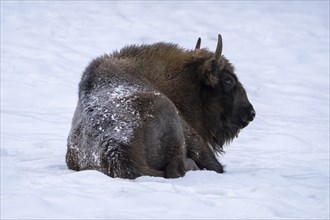 Bison in winter, with closed snow cover, Vulkaneifel, Rhineland-Palatinate, Germany, Europe