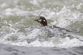 Harlequin duck (Histrionicus histrionicus), female, swimming in a raging river, Laxa River, Lake