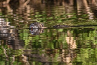 Nutria (Myocastor coypus) swimming in a lake in the wild, with reflections on the water, seen in