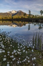 Cottongrasses (Eriophorum), True grasses (Poaceae), Birch (Betula), Betulaceae, bog lake in front