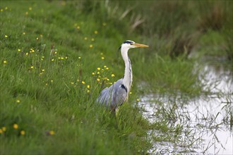 Grey heron (Ardea cinerea) standing in a meadow by a creek, Elbmarschen, Wedel, Schleswig-Holstein,