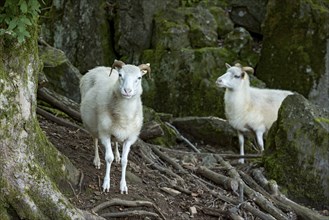 Sheep, white Domestic sheep (Ovis gmelini aries) with horn on volcanic basalt rocks, basanite,