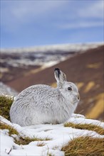 Mountain hare, alpine hare, snow hare (Lepus timidus) in white winter pelage resting in the hills