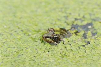 Edible Frog (Pelophylax esculentus, Rana esculenta) in a pond with duckweed (Lemna minor), North