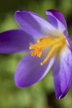 Single purple crocuses (Crocus) with detailed view of the stamens, Neunkirchen, Lower Austria,