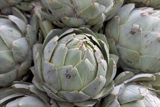 Market sale of artichokes, weekly market market Tréguier, Département Côtes-d'Armor, Brittany,