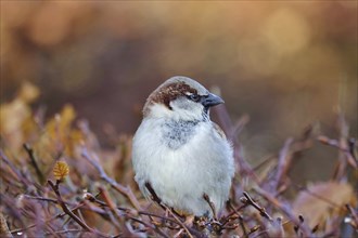 Sparrow on a beech hedge, February, Germany, Europe