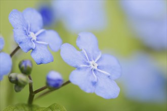 Spring memorial meadowsweet (Omphalodes verna), flowers, North Rhine-Westphalia, Germany, Europe