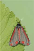 Cinnabar moth (Tyria jacobaeae), North Rhine-Westphalia, Germany, Europe