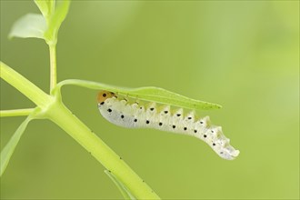 Leaf wasp (Tenthredo zona), larva, North Rhine-Westphalia, Germany, Europe