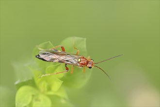 Leaf wasp (Tenthredopsis spec.), North Rhine-Westphalia, Germany, Europe