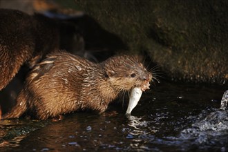 Dwarf otter or oriental small-clawed otter (Aonyx cinerea), juvenile with fish, captive, occurring