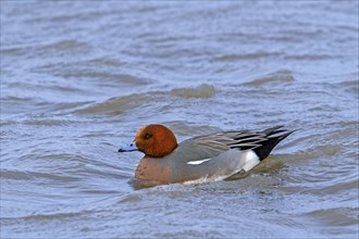 Eurasian wigeon, European wigeon (Mareca Penelope, Anas penelope) male dabbling duck swimming in