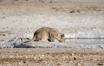 Lion (Panthera leo), young drinking at the waterhole, Nebrowni waterhole, Etosha National Park,