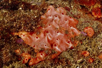 Mediterranean sea strawberry (Aplidium elegans), sea squirt with a structured surface on the seabed