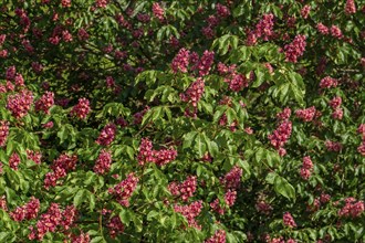 Blooming red horse-chestnut (Aesculus × carnea) artificial hybrid tree showing flowers and leaves