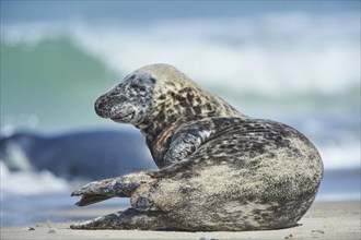 Close-up of harbor or harbour seal (Phoca vituliana vitulina) in spring (april) on Helgoland a