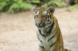 Siberian tiger (Panthera tigris altaica) in a forest, captive, occurrence Russia