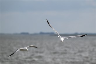 Seagulls in flight, in the background Hallig Hooge, North Frisia, Schleswig-Holstein, Germany,