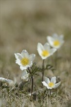 Alpine pasqueflower (Pulsatilla alpina) flowers on a meadow in the alps, Styria