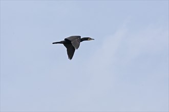 Cormorant (Phalacrocorax carbo) in flight, Geltinger Birk, Geltinger Bucht, Nieby,