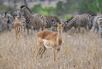 Impala (Aepyceros melampus), adult female in tall grass, Black Heeler Antelope, Kruger National