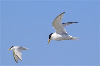 Two little terns (Sternula albifrons, Sterna albifrons) in breeding plumage in flight against blue