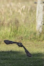 Little owl (Athene noctua), flying, Emsland, Lower Saxony, Germany, Europe