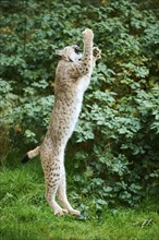 Eurasian lynx (Lynx lynx) jumping while hunting, Bavaria, Germany, Europe