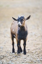 Domestic goat (Capra hircus) youngster standing, Bavaria, Germany, Europe