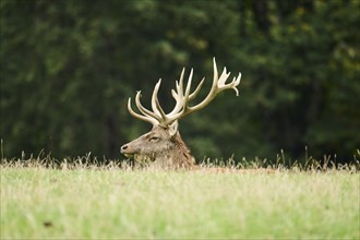 A deer with large antlers resting with its head visible over a grassy field in front of a forest,