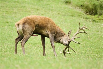 A deer with large antlers scratching its head on a grassy field, Red deer (Cervus elaphus),