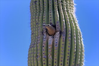 Gila woodpecker (Melanerpes uropygialis), adult, female, looking out of breeding cavity, Saguaro