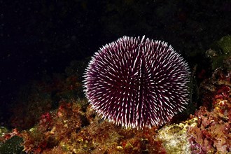 Round, dark-coloured sea urchin with many spiny outgrowths, purple sea urchin (Sphaerechinus