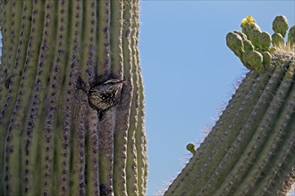 Cactus wren (Campylorhynchus brunneicapillus), adult, saguaro cactus, looking out of breeding cave,