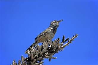 Cactus wren (Campylorhynchus brunneicapillus), adult, on wait, singing, Sonoran Desert, Arizona,