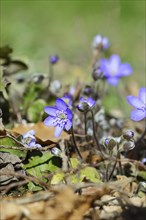 Liverwort (Hepatica nobilis), blue flowers in a forest, North Rhine-Westphalia, Germany, Europe