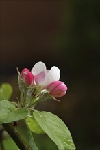 Apple blossoms (Malus), red still closed blossoms with dark background, Wilnsdorf, Nordrhein.