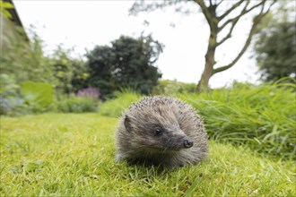 European hedgehog (Erinaceus europaeus) adult animal on a garden lawn, England, United Kingdom,