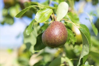 Pear on a branch, pear tree, Baden-Württemberg, Germany, Europe