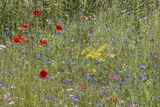 Flower meadow with poppy flower (Papaver rhoeas) and cornflowers (Centaurea cyanea), Emsland, Lower