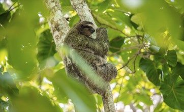 Brown-throated sloth (Bradypus variegatus) on a branch, Cahuita National Park, Costa Rica, Central