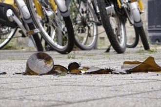 Broken bottle, broken glass, danger to passers-by and cyclists, Saxony, Germany, Europe