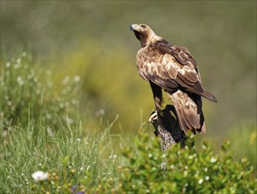 Golden eagle (Aquila chrysaetos) on its perch, a tree stump, Extremadura, Spain, Europe