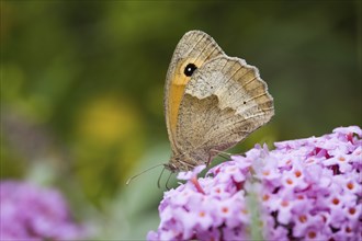 A Meadow Brown (Maniola jurtina) sitting on purple flowers, close-up nature photograph, background