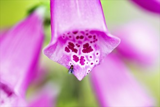 Common foxglove (Digitalis purpurea), Germany, Europe