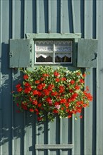 Window with shutters and flower box with geraniums (Pelargonium spec.) in old colourfully painted