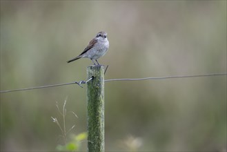 Red-backed shrike (Lanius collurio) female, Emsland, Lower Saxony, Germany, Europe